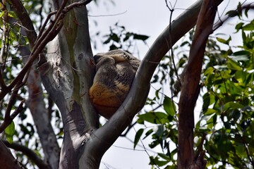 Cute wild koala bear is sitting on the tree in Noosa National Park