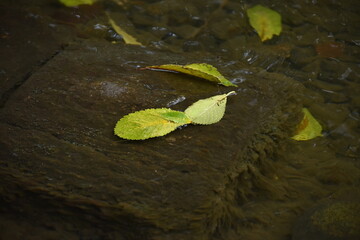 The autumn falling leaves on the water surface in Sapporo Japan