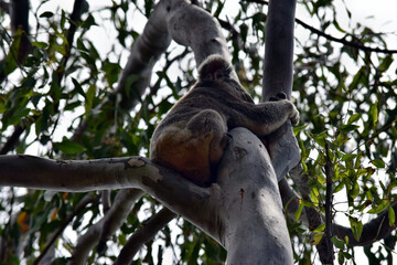 Fototapeta na wymiar Cute wild koala bear is sitting on the tree in Noosa National Park