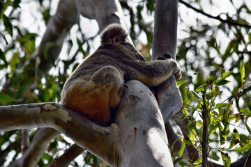 Fototapeta premium Cute wild koala bear is sitting on the tree in Noosa National Park