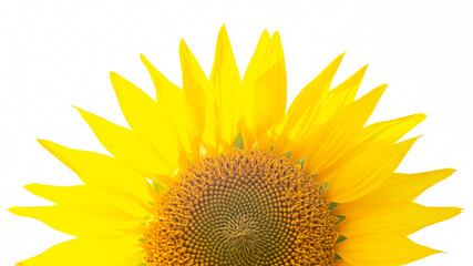 blooming sunflower close-up on a white background. Agronomy, agriculture and botany.