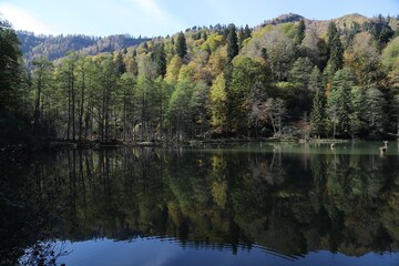 Fototapeta na wymiar Beautiful colored trees with lake in autumn, landscape photography. Artvin/turkey
