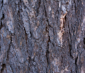 Pine tree bark texture at close range.