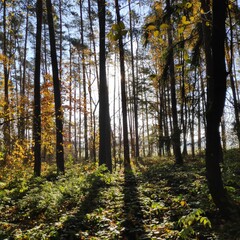 Fototapeta na wymiar autumn forest trees in the morning sunlight in Franconia, Germany.