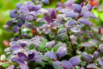 Dew drops on honeysuckle leaves close-up