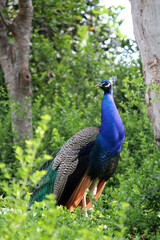 Peacock close up photo. Beautiful bird outdoor photo.   