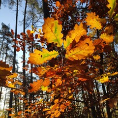 autumn landscape in the park in Germany