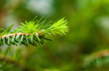 Young green tree shoots (Background, banner, Wallpaper, texture)