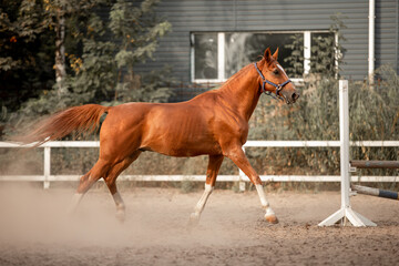 Beautiful horses galloping in the arena