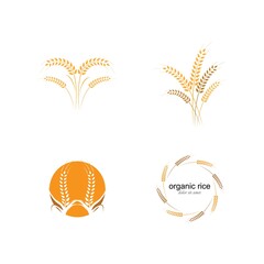 Agriculture wheat Logo Template