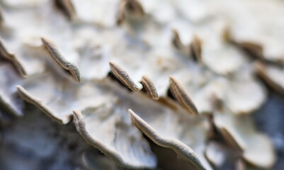 Mushrooms on plum bark (Background, banner, Wallpaper, texture)