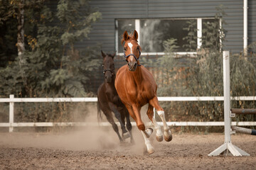 Beautiful horses galloping in the arena