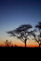 silhouette of a tree at sunrise