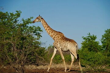 giraffe in the wild
