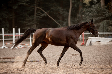 Beautiful horses galloping in the arena