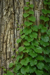 The wood skin surface with the green leaves in Sapporo Japan