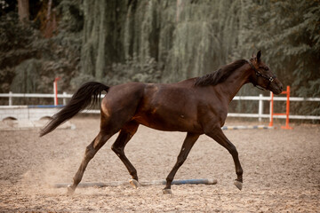 Beautiful horses galloping in the arena