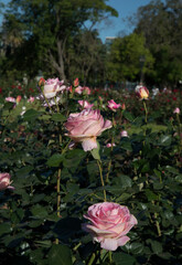 Natural texture. Roses flower bed blossoming in the park. View of Floribunda Rosa Elle dark green leaves foliage and beautiful flowers of light pink and white petals, spring blooming in the garden.