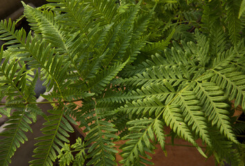 Fototapeta na wymiar Exotic flora. Natural texture and pattern. Closeup view of Pteris tremula, also known as Australian brake fern, beautiful green fronds and foliage.