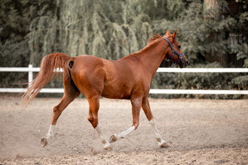 Beautiful horses galloping in the arena