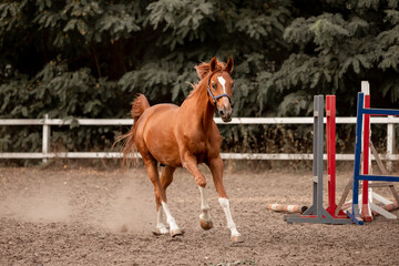 Beautiful horses galloping in the arena