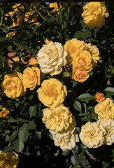 Roses spring blooming in the park. Beautiful Gold Medal Rose with flower clusters of intense yellow petals and iron staking,  blooming in the garden.