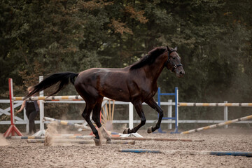Beautiful horses galloping in the arena