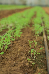 Greenhouse with small fenugreek plant