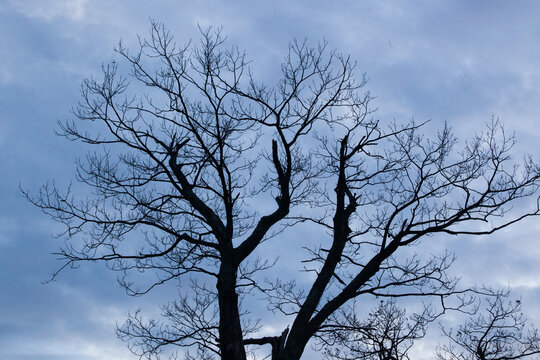 Tree limbs against a cloudy sky