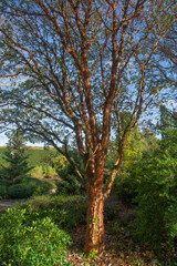 Acer griseum, the paperback maple with its shiny orange red bark peeling in thin papery layers.