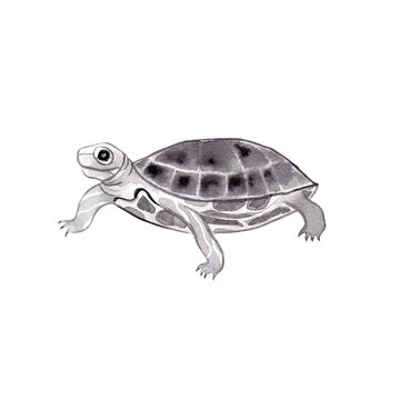 Watercolor turtle japanese ink painting 
