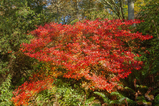 Changing colours of the autumn season