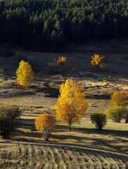 Beautiful orange and red autumn forest.turkey