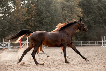 Beautiful horses galloping in the arena