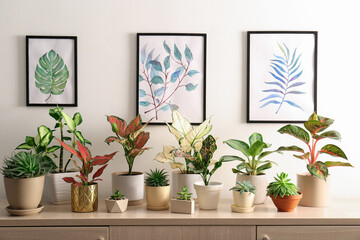 Collection of beautiful houseplants on wooden commode indoors