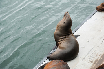 Seals on Santa Cruz Pier