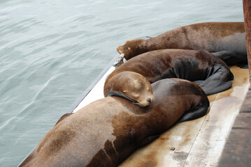 Seals on Santa Cruz Pier