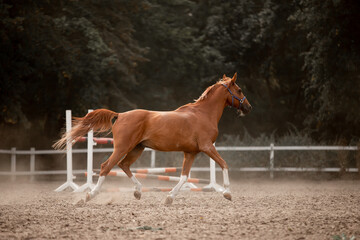 Beautiful horses galloping in the arena