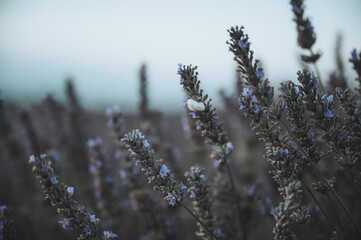 Lavendelblüte in Frankreich