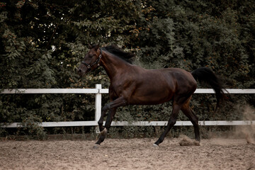 Beautiful horses galloping in the arena