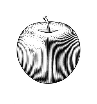Hand drawn ink black and white illustration of an apple.