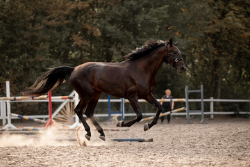 Beautiful horses galloping in the arena