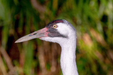Closeup head shot beak closed whooping crane