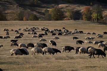 
sheep herd in the field
