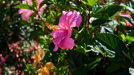 Beautiful blooming tree. Bloomed magnolia branch in spring. Magnolia flower. Beautiful magnolia flower on a tree with green leaves.