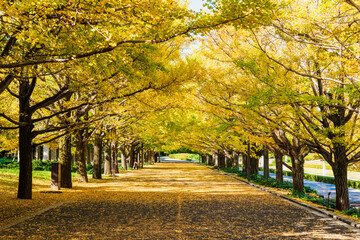 Fototapeta premium 色づくイチョウの並木道