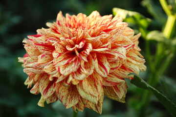 Beautiful blooming orange dahlia flower in green garden, closeup