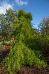 Obraz premium Looking down through the immaculate hedging at the statue of the little girl admiring the woodland