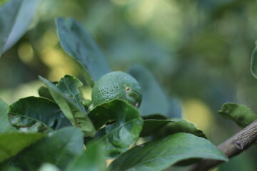Fototapeta premium Lime green tree hanging from the branches lime ready for harvest fresh on tree in backyard garden.Green limes on a tree