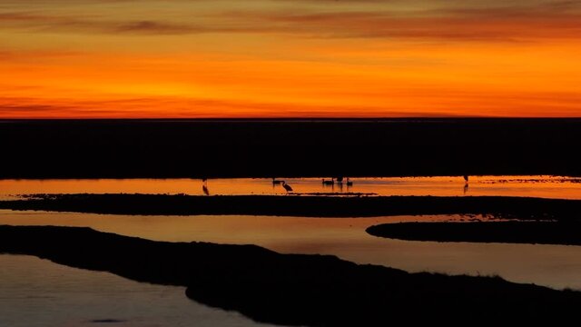 Birds in the stream, with the sunset in the background, in the ibera estuaries.
